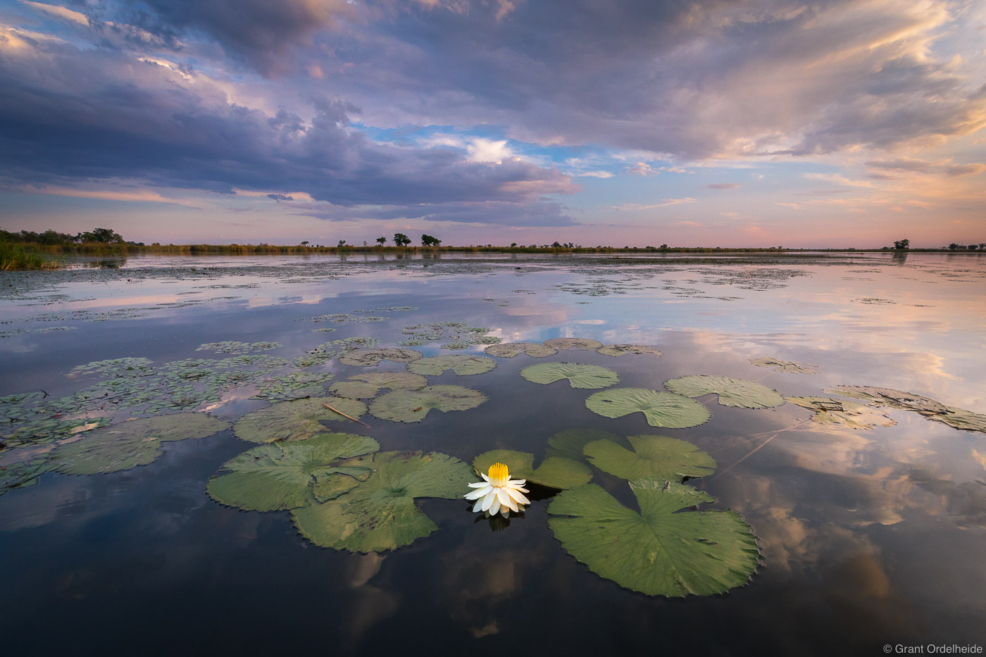 A Night-blooming Waterlily at sunset on the Okavago river delta.