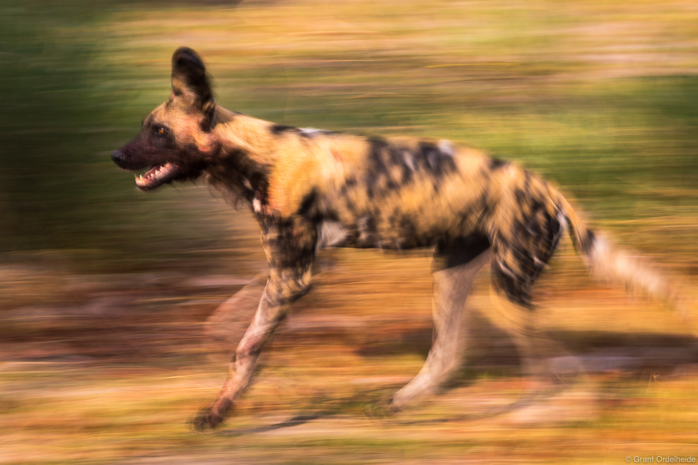 A motion blurred&nbsp;African Wild Dog chasing an Impala with the rest of his pack.