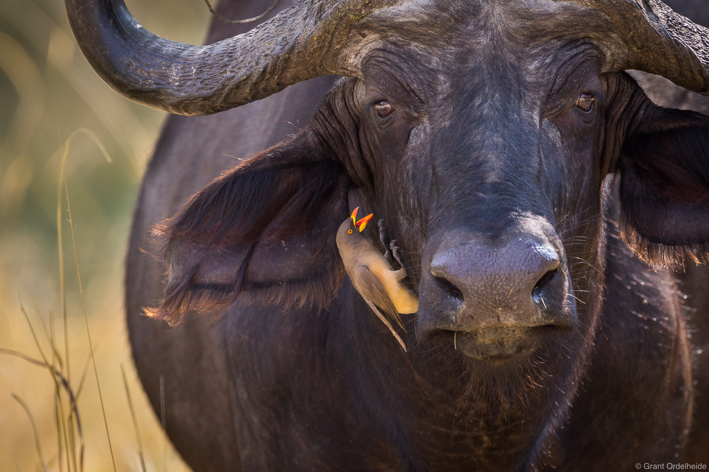 An Oxpecker searches for ticks on the side of a Cape Buffalo in the Okavango Delta.