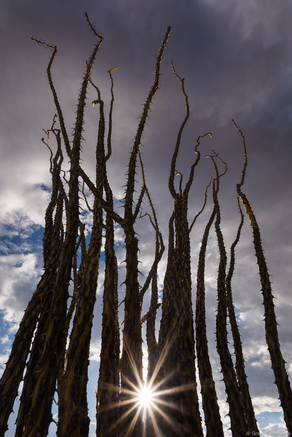 A sun star shining through an ocotillo cactus in Big Bend National Park.