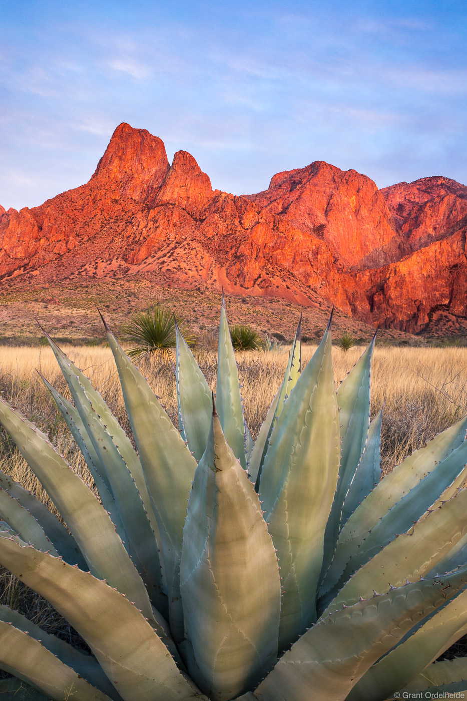 An Agave plant and the Chisos Mountains at sunset in Big Bend National Park.