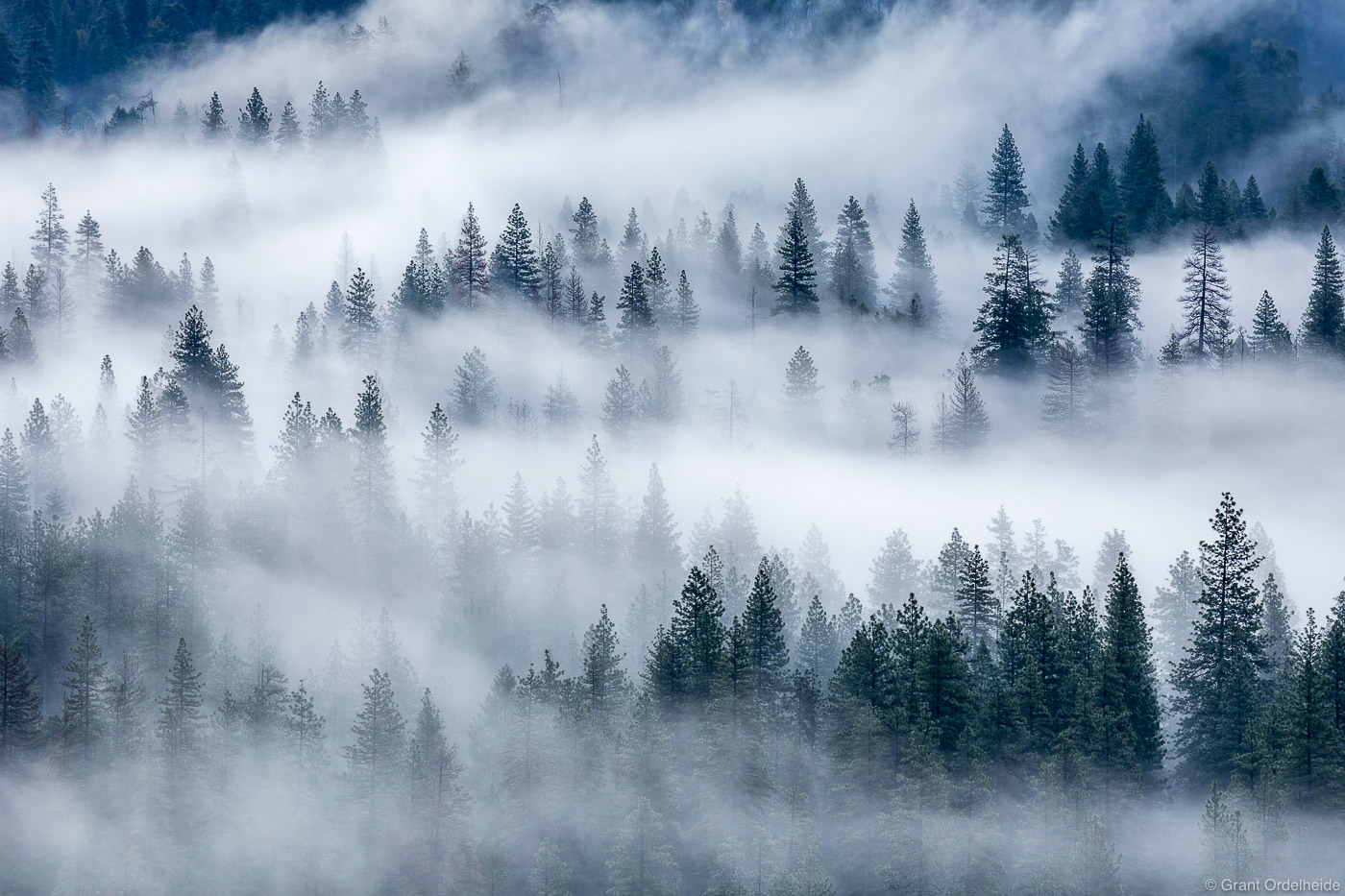 Fog swirls through the trees in California's Yosemite National Park.