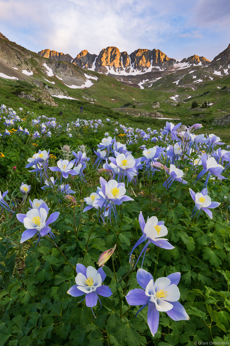 A field of Columbines high in American Basin located in Colorado's San Juan Mountain range.