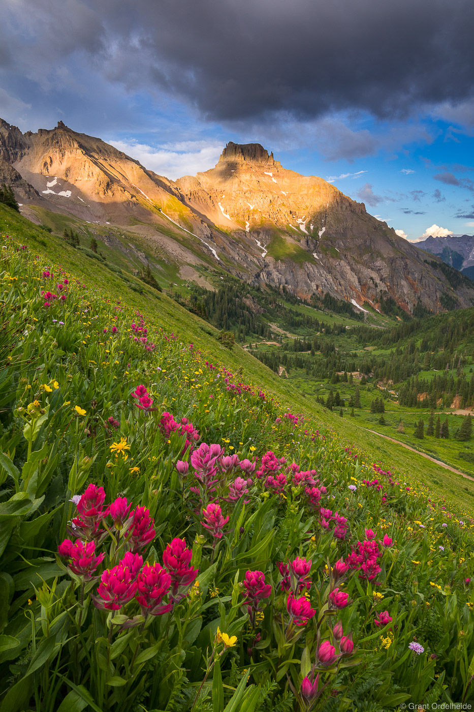 Apline Wildflowers high in the popular Yankee Boy Basin near Ouray Colorado.