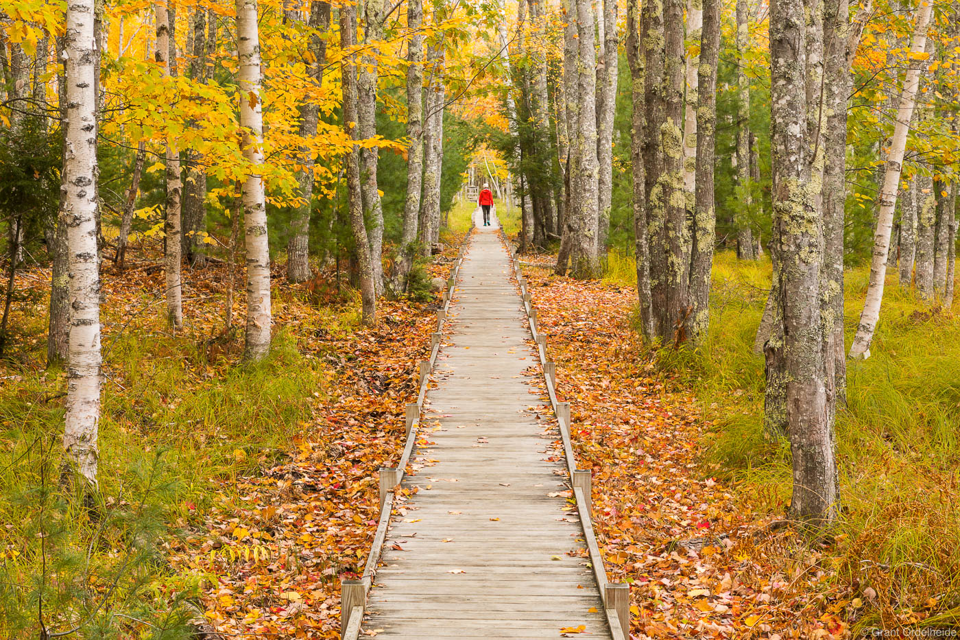 A person walking through the autumn foliage of Acadia National Park.