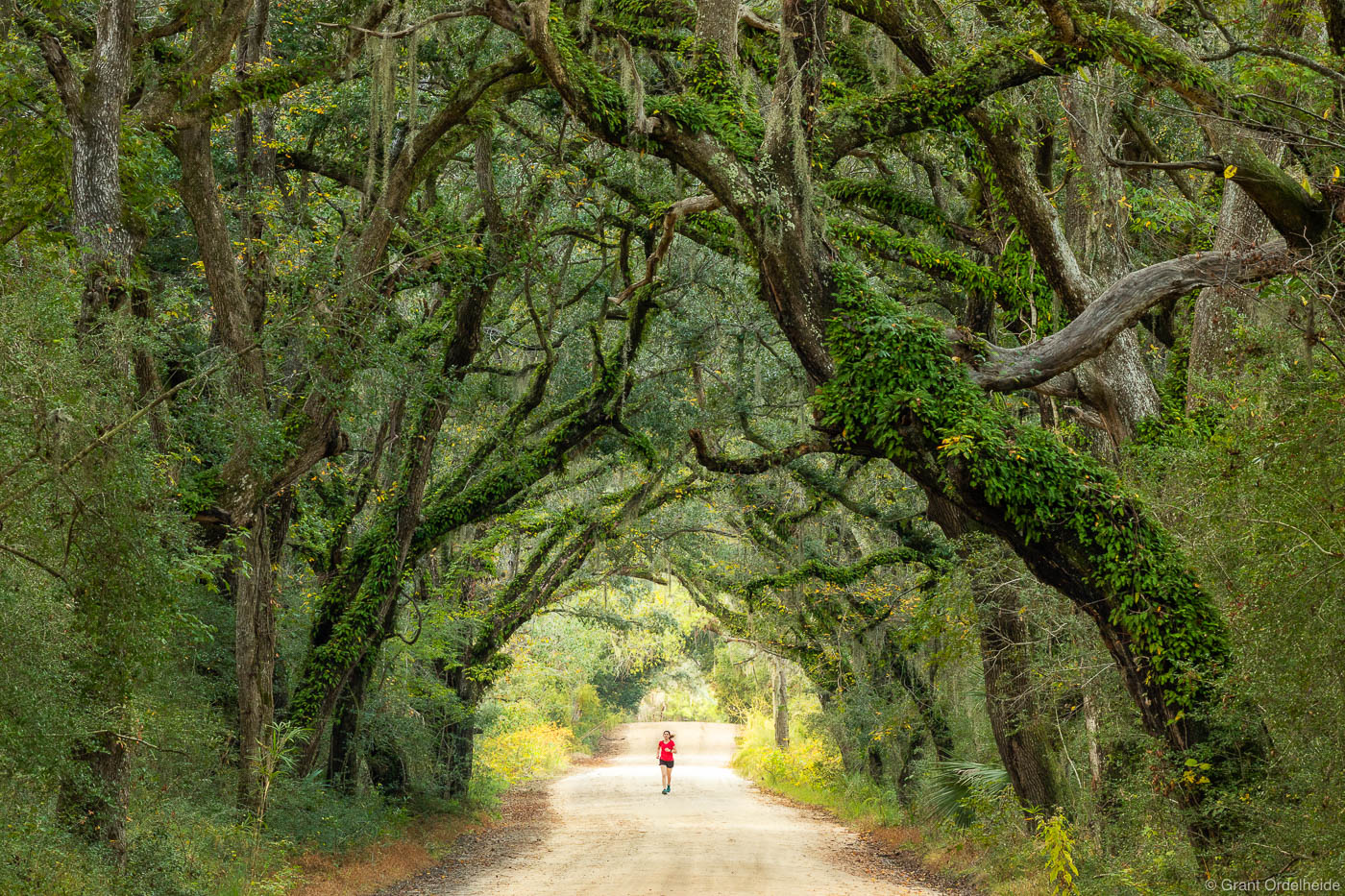 A woman running down a remote road below an old growth forest in South Carolina.