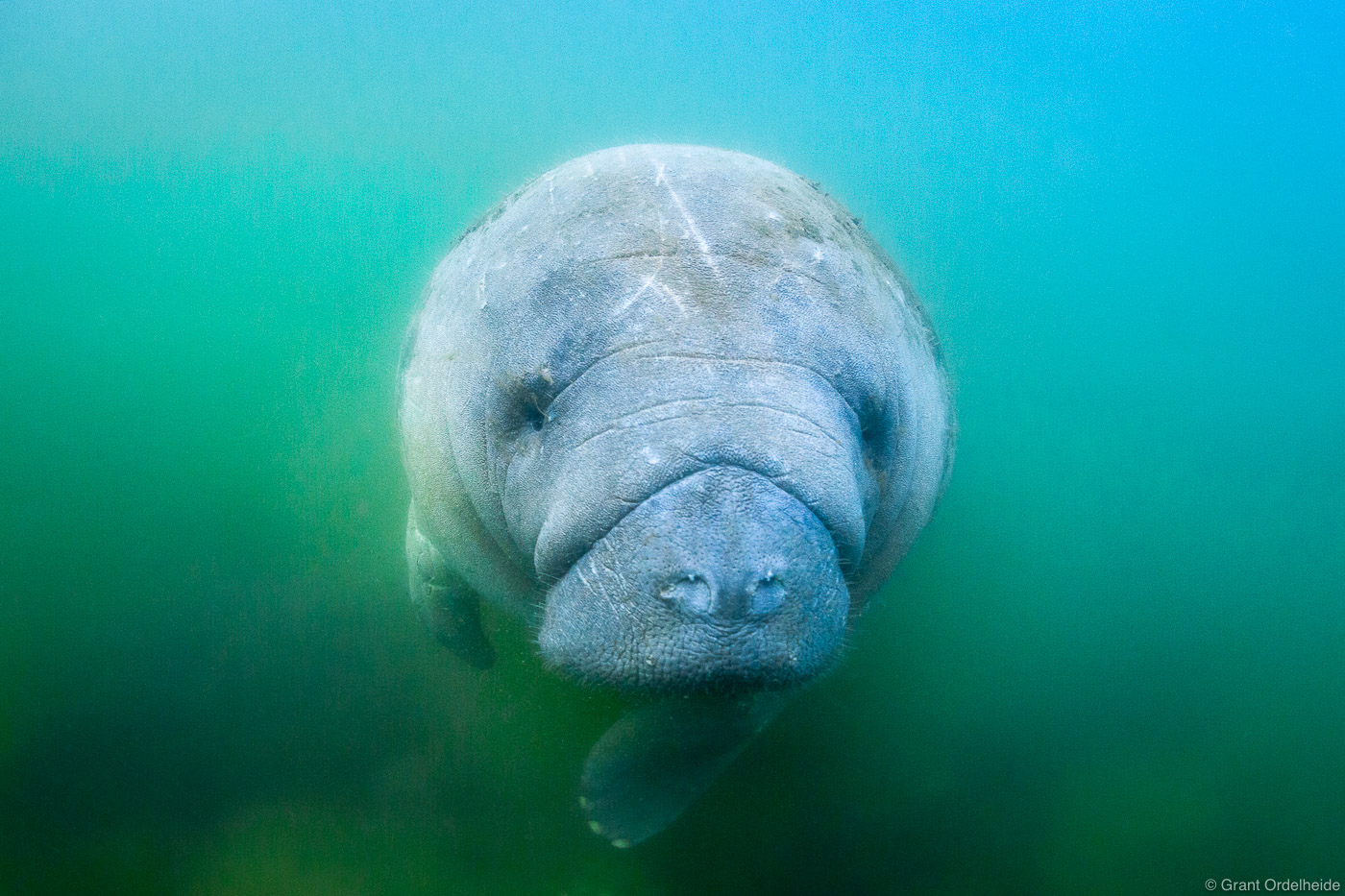 A Florida Mantee floating in the warm waters near Crystal River, Florida.