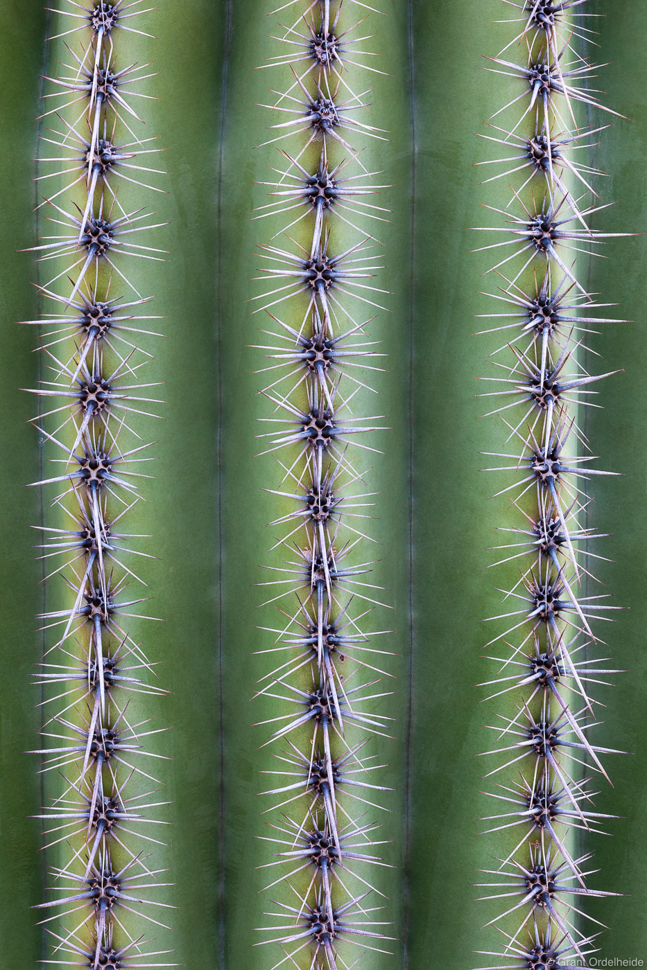 Details of a saguaro cactus in Tuscon, Arizona's Catalina State Park.