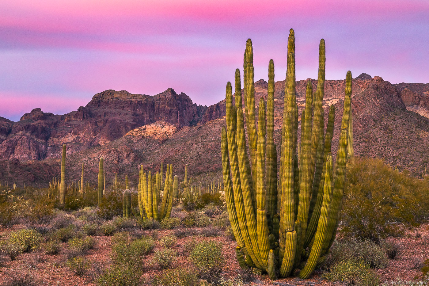 An Organ pipe cactus and the Ajo mountains in Arizona's Organ Pipe Cactus National Monument.