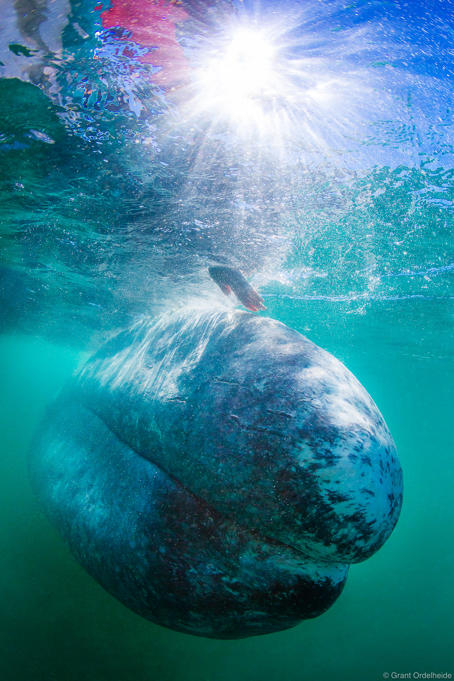 A woman reaches out to pet a curious and friendly gray whale (Eschrichtius robustus) in Mexico's San Ignacio Lagoon