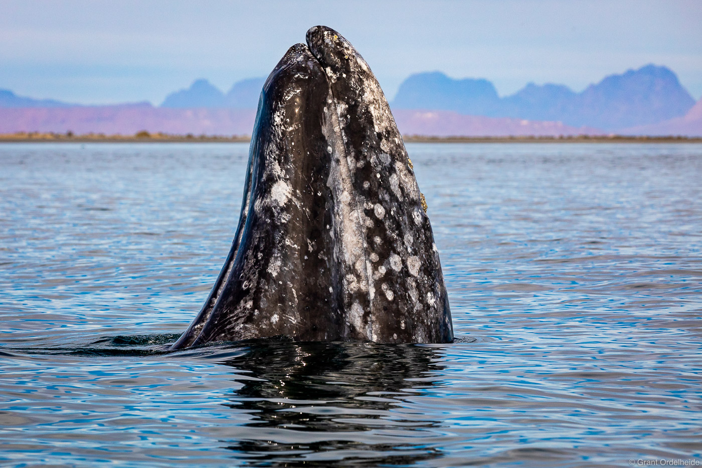 A gray whale (Eschrichtius robustus) spy hopping in Mexico's San Ignacio Lagoon