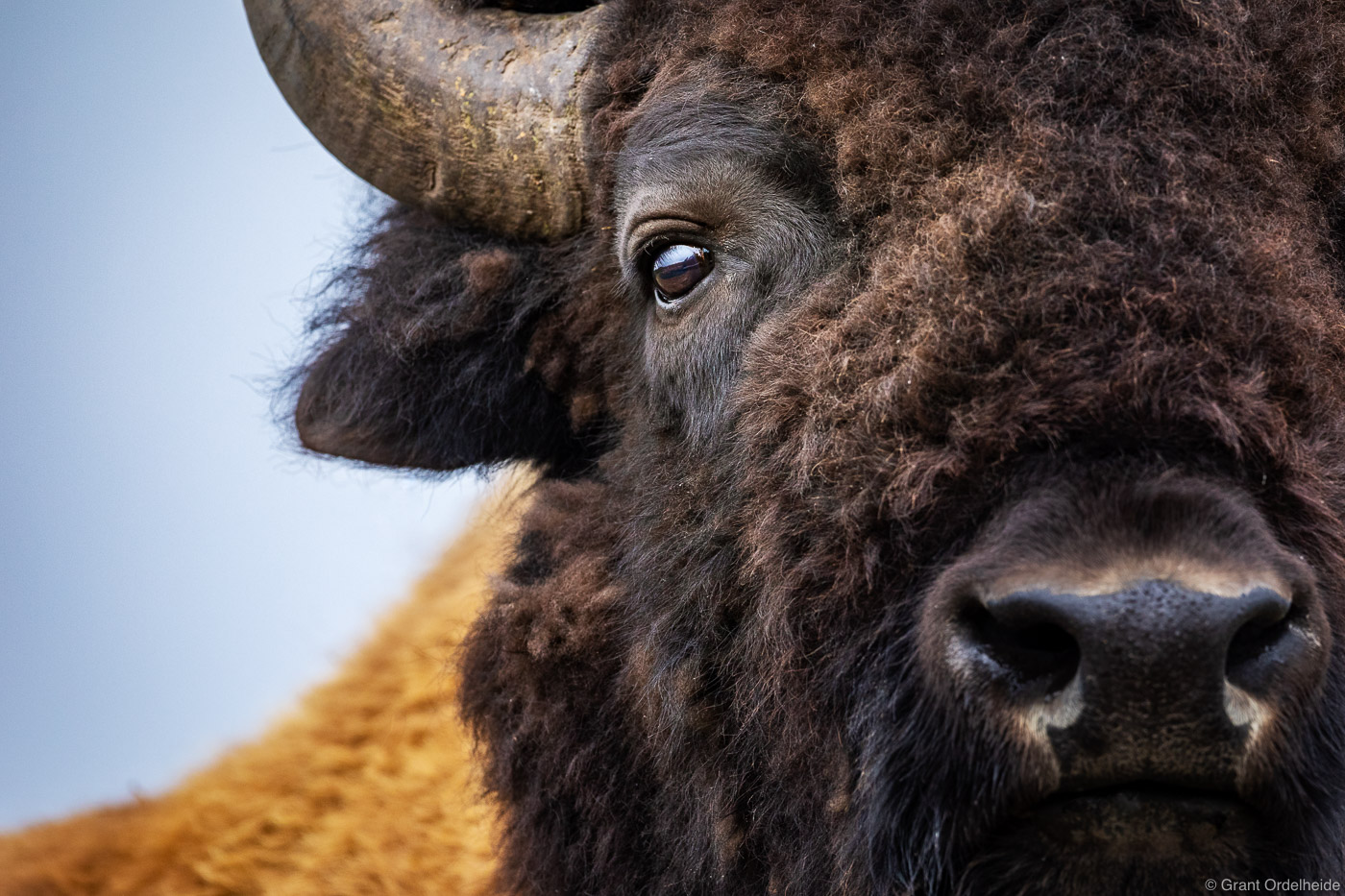 A close portrait of a Bison in Yellowstone National Park.