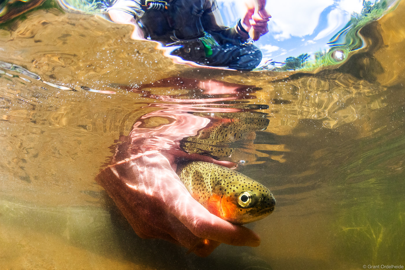 A fly fisher releasing a fish back into the river.