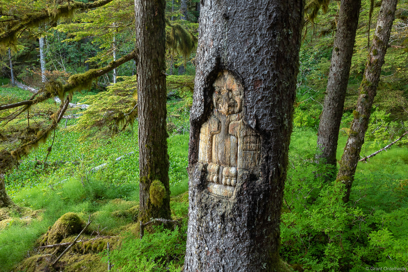 A&nbsp;Native American tree carving&nbsp;in Glacier Bay's Bartlett Cove.