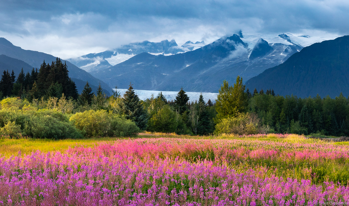 A summer sunset over a field Fireweed flowers and the Mendenhall Glacier near Juneau, Alaska.