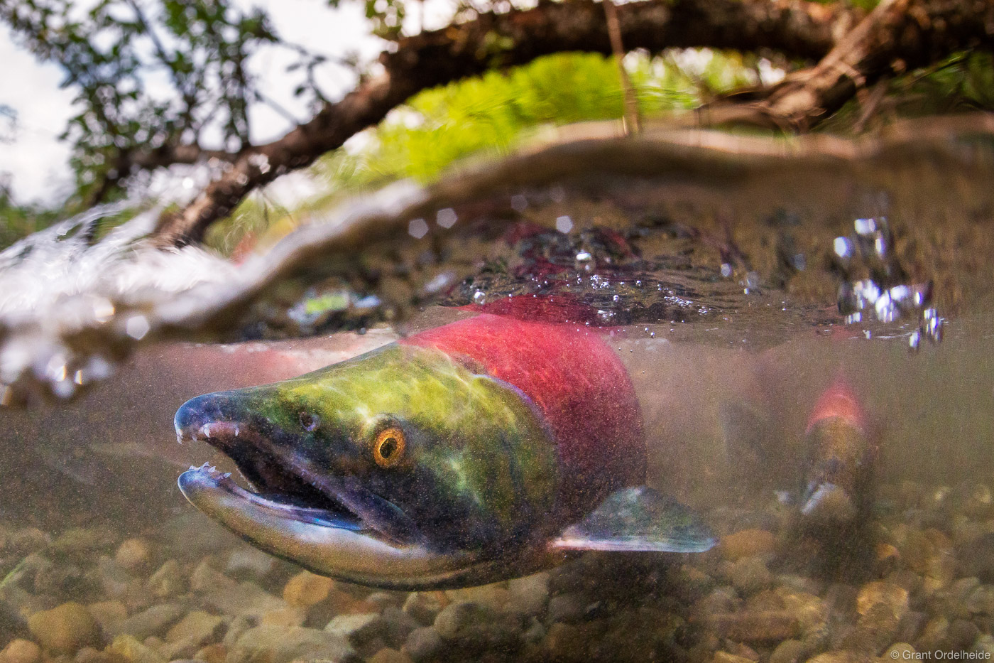 Sockeye salmon spawning in a stream near Aleknagik Lake.