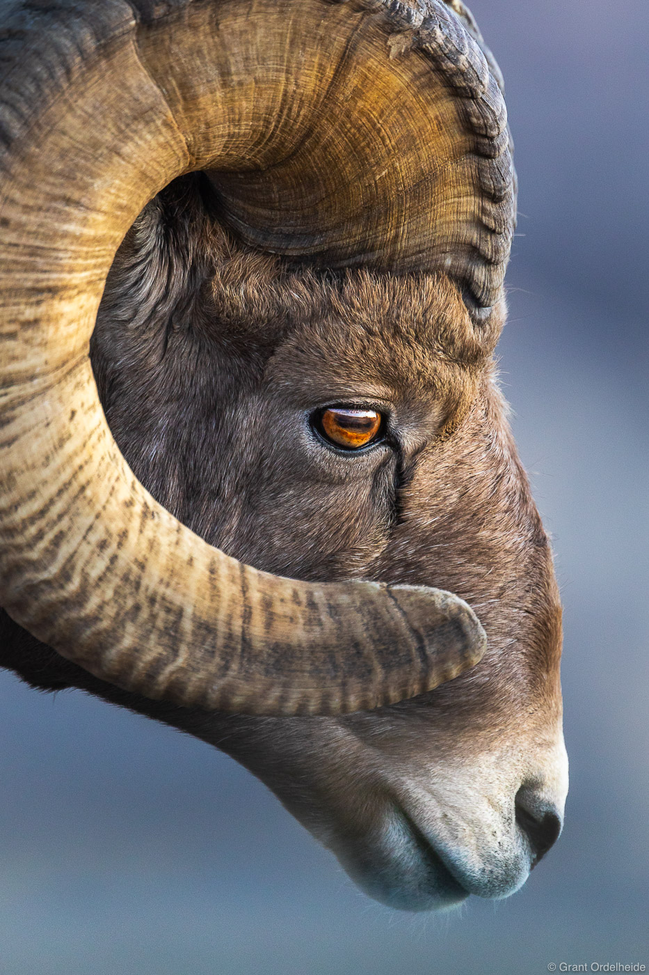 A bighorn sheep (Ovis canadensis) in South Dakota's Badlands National Park.