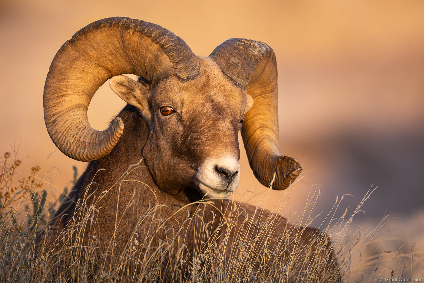 A bighorn sheep (Ovis canadensis) in South Dakota's Badlands National Park.