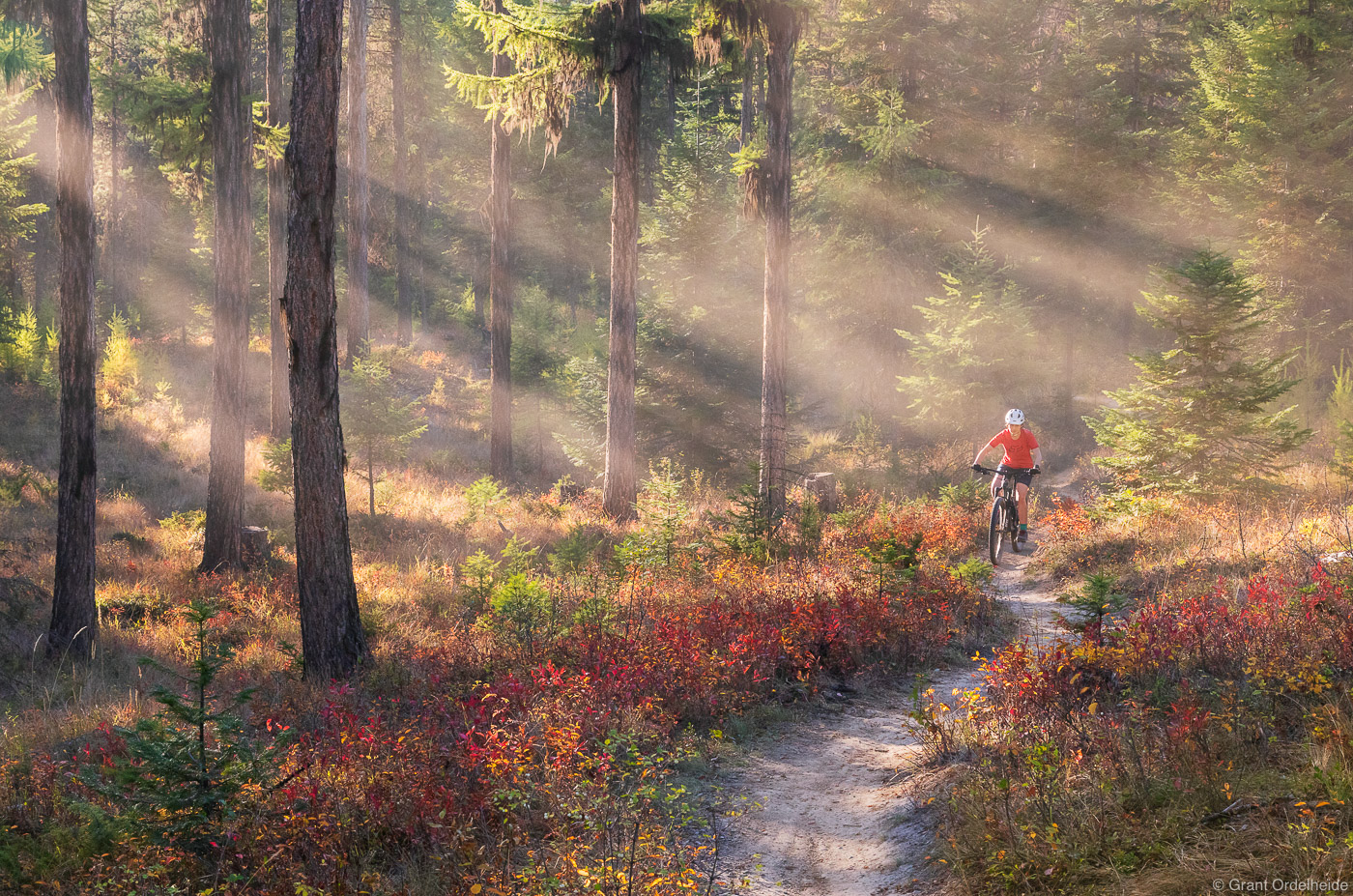 A mountain biker enjoying evening light and fall colors along the Whitefish Trail in the Flathead Valley.
