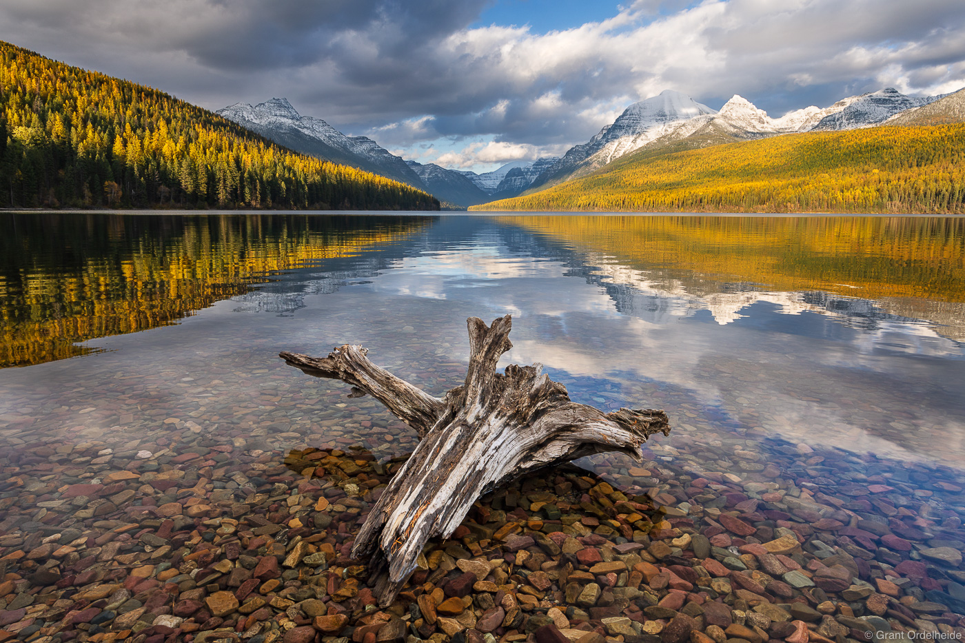 Fresh snow and yellow foliage along the shores of Bowman Lake in Glacier National Park.