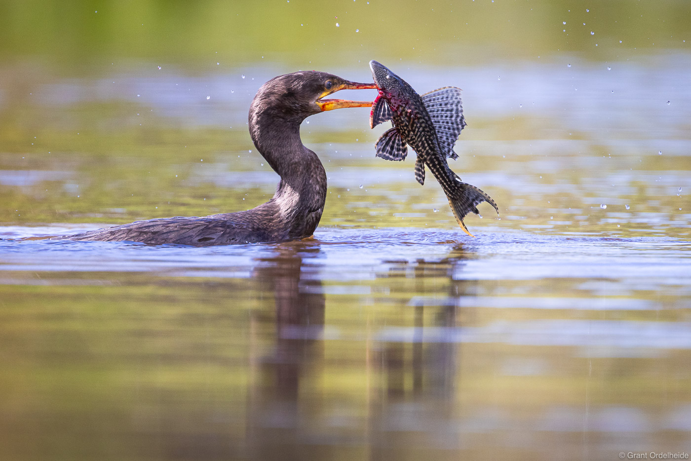 Cormorant hunting in Brazil's Pantanal.
