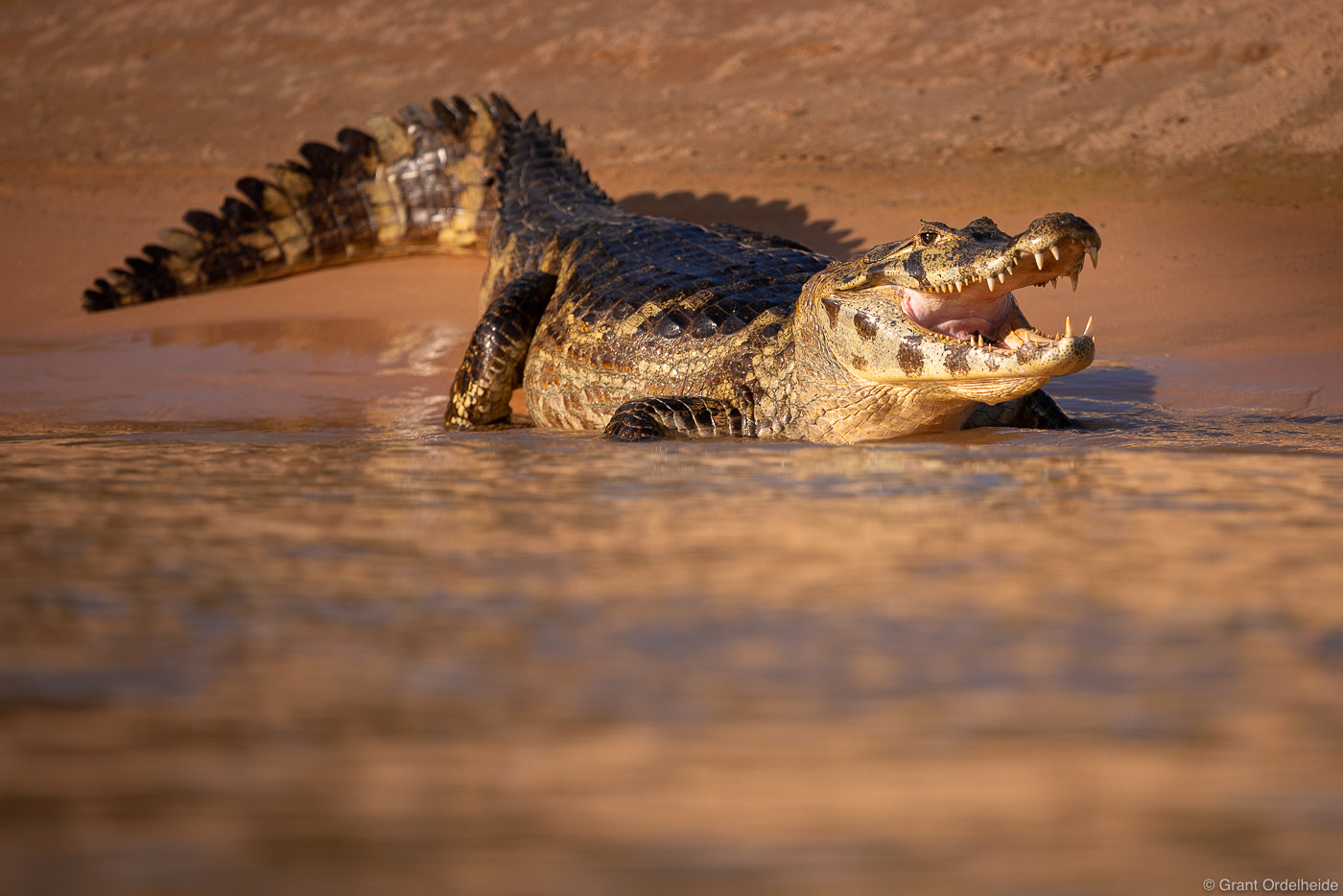 Where Would You Find Caimans In The Wild