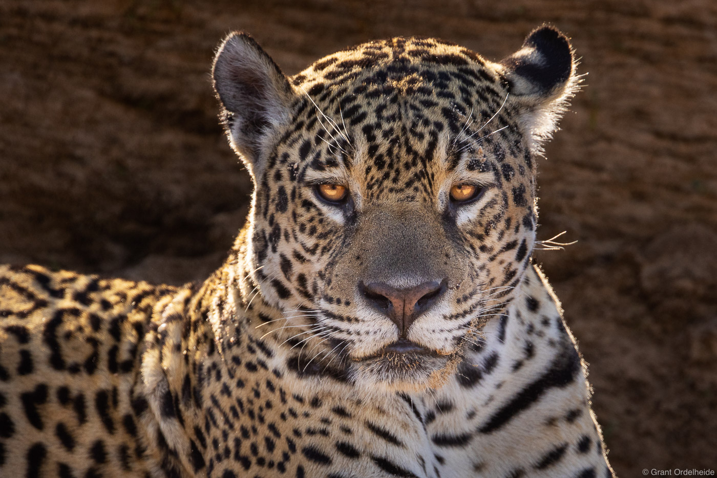 A portrait of a wild jaguar in Brazil's Pantanal.