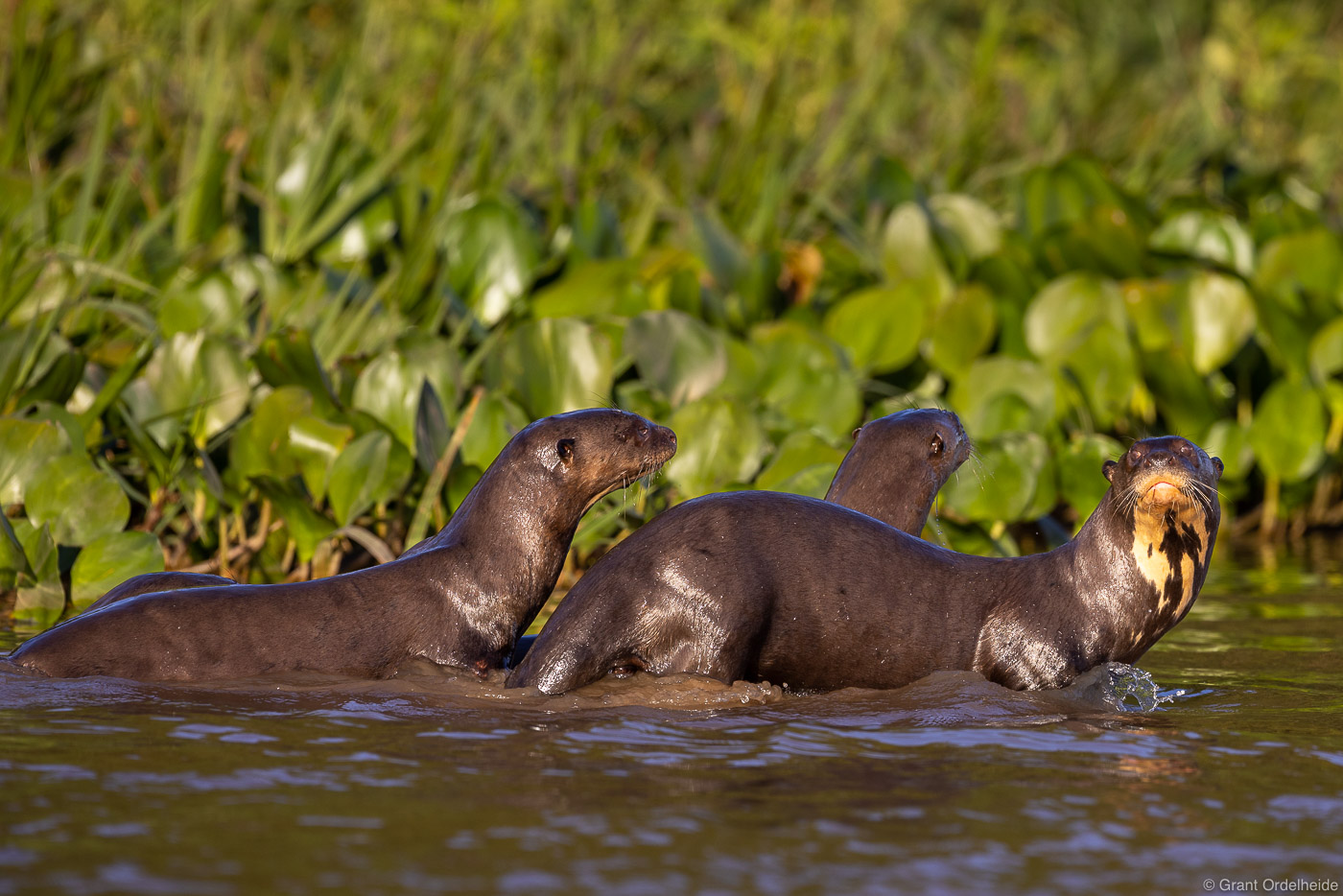 A group of giant river otters in Brazil's Pantanal.