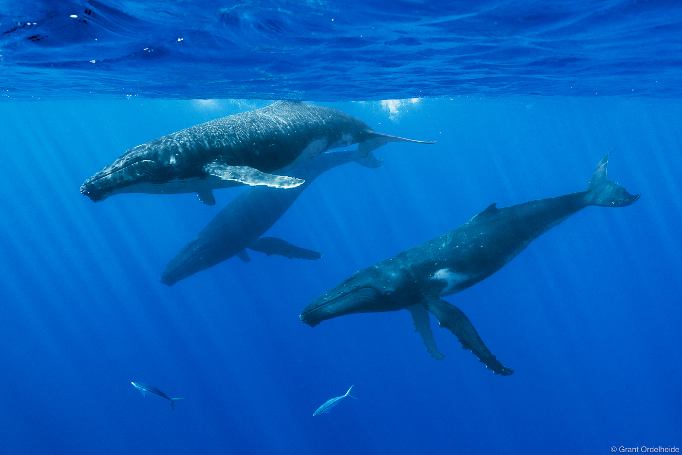 A trio of juvenile humpback whales swimming in the warm waters of French Polynesia.