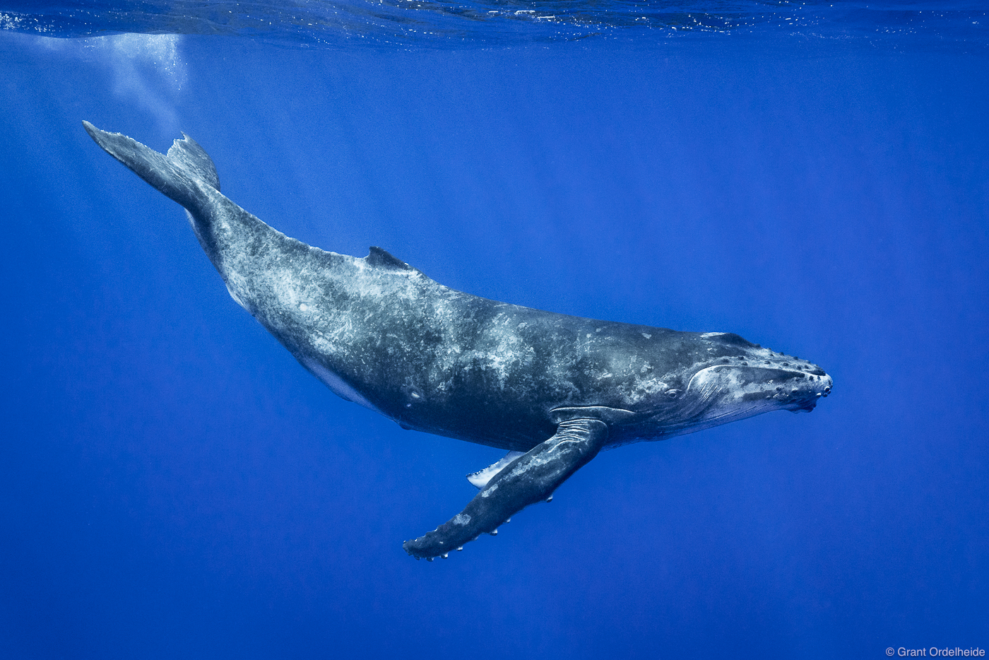 A young humpback whale in the warm waters of French Polynesia.