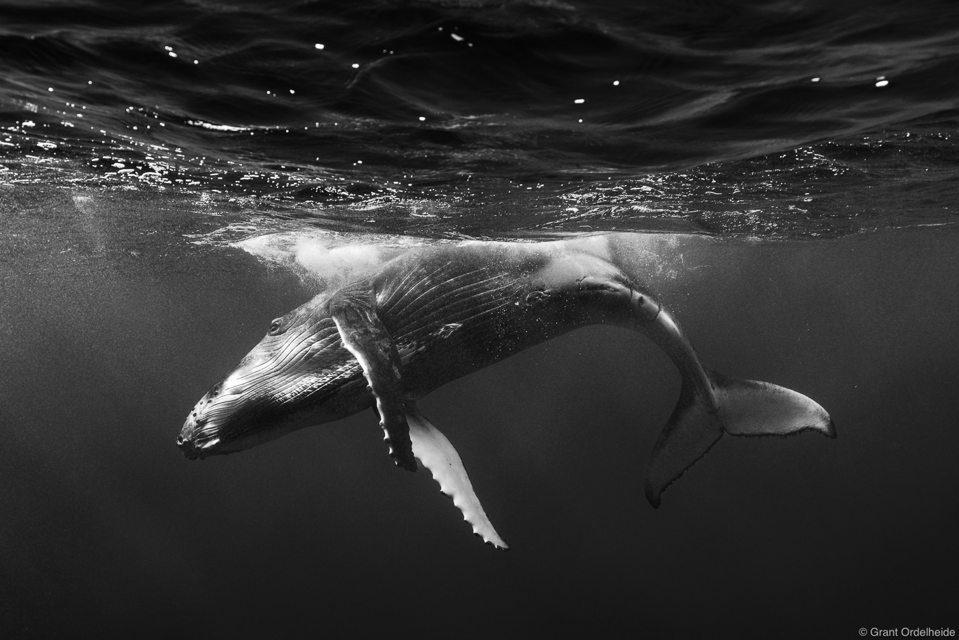 A young humpback whale rolling and playing on the surface in the warm waters of French Polynesia.