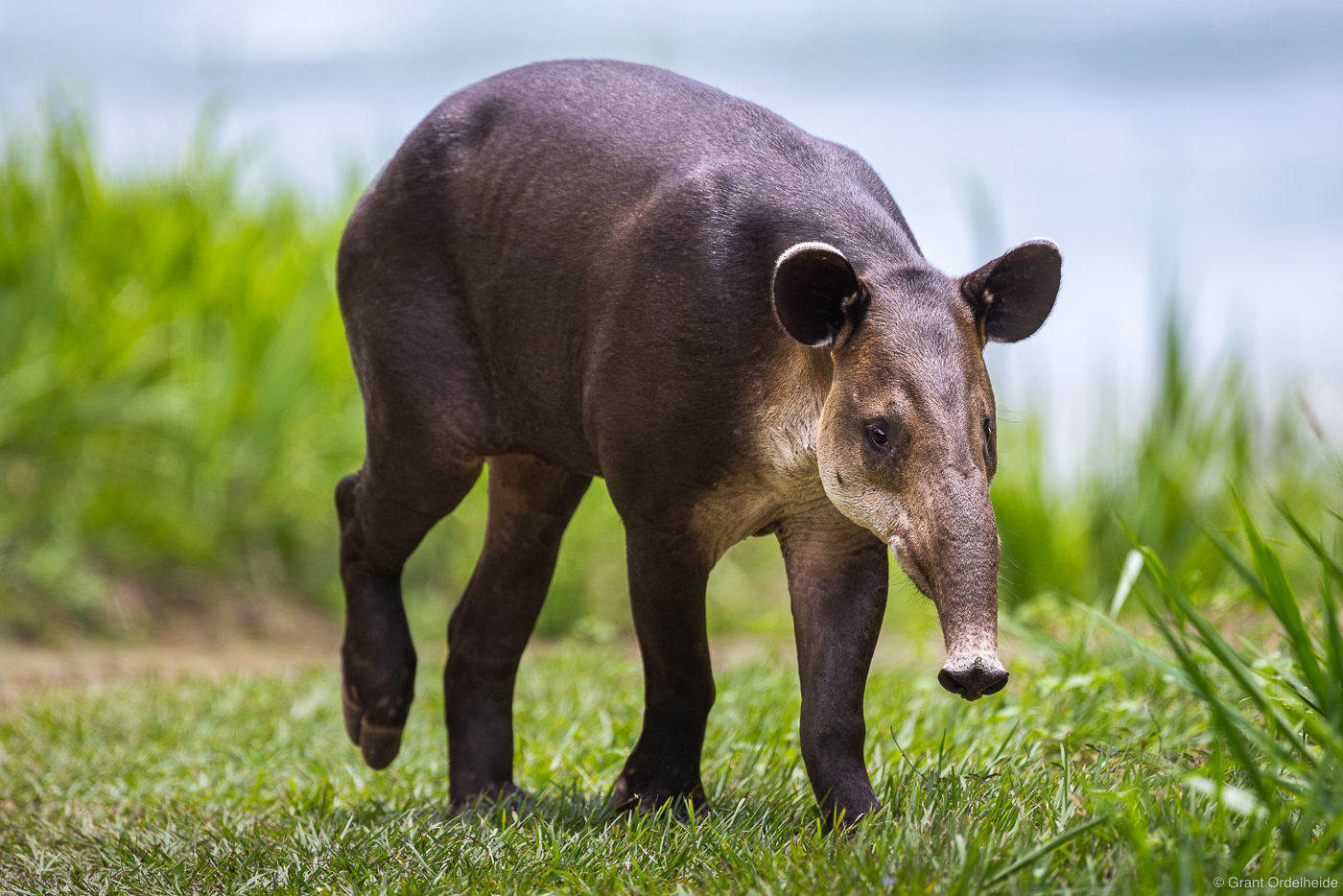 A tapir walking through an opening in Corcovado National Park.