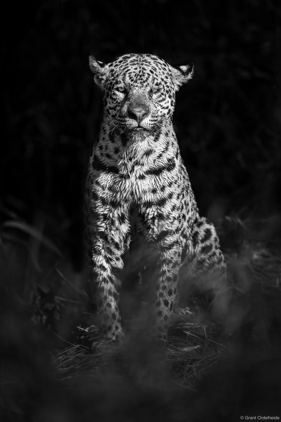 A jaguar named Patricia emerging from the shadows of the Pantanal.