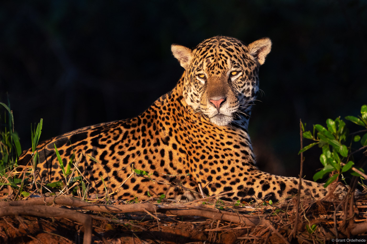A wild jaguar soaking in the sunset light in Brazil's Pantanal.