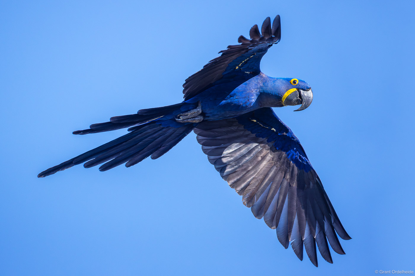 A hyacinth macaw in flight along the Transpantaneira highway.
