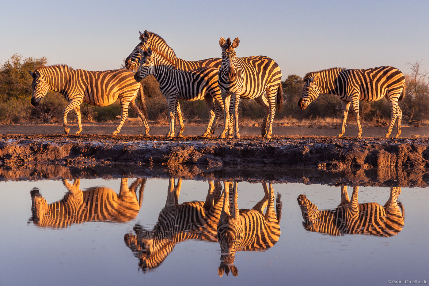 A group of zebra at a local watering hole in Botswana.