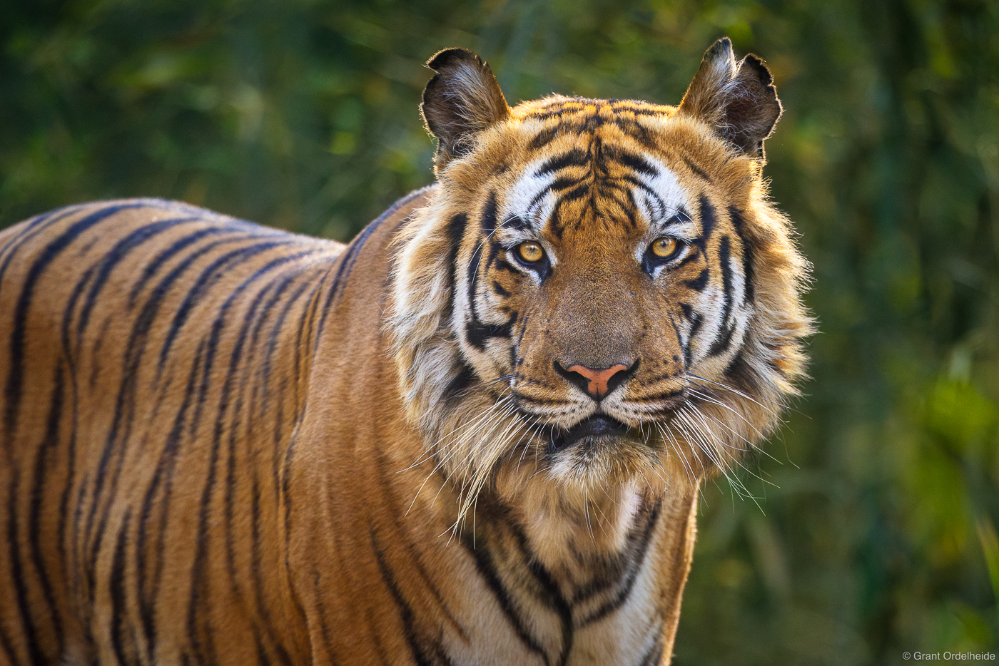 A wild and endangered Bengal tiger in India's Bandhavgarh National Park.