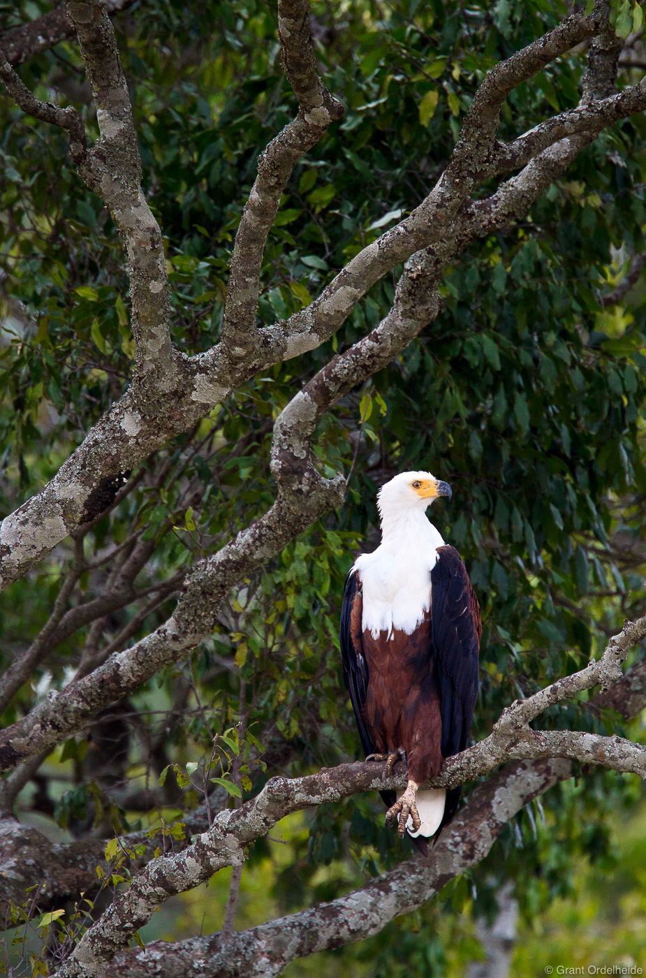 An African Fish Eagle poses high in a tree above the Mara.
