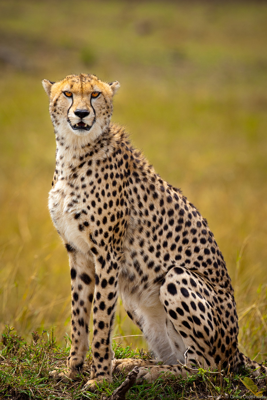 A cheetah looking out over Kenya's Masai Mara.