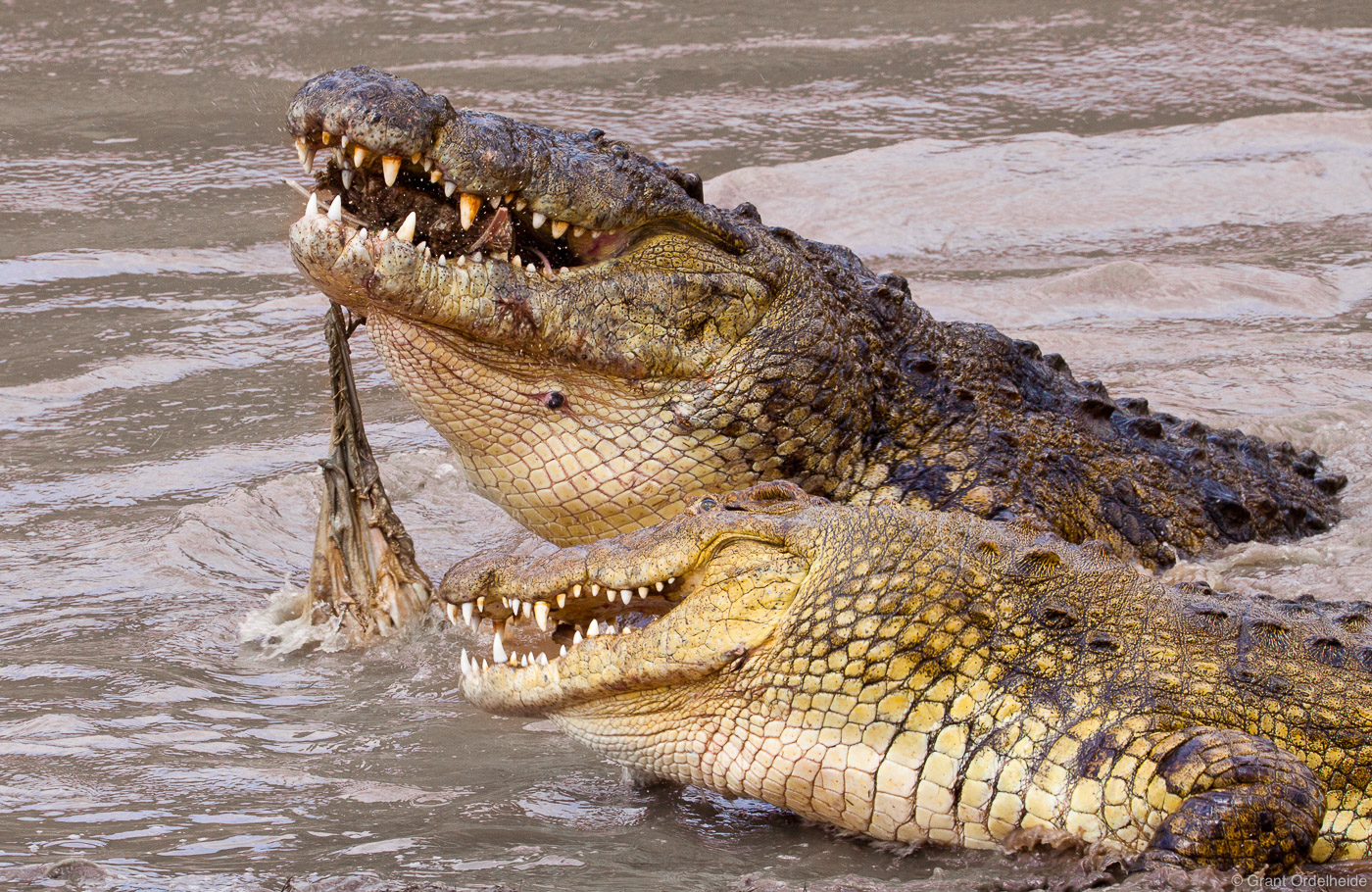 Two massive crocodiles fight over the carcass of a dead wildebeest.