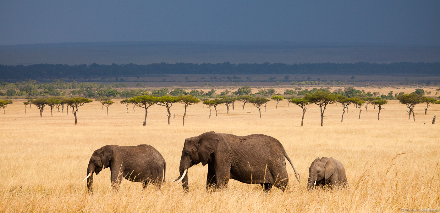 A trio of elephants walks across the grasslands of the mara.