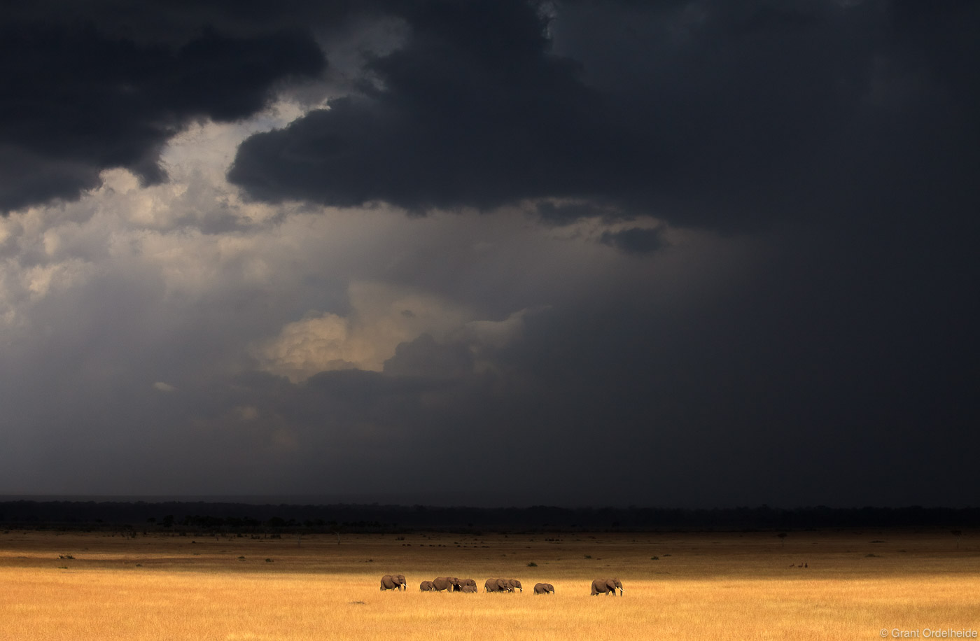 A herd of elephants make their way across the Mara as a torrential rain storm bears down upon them.