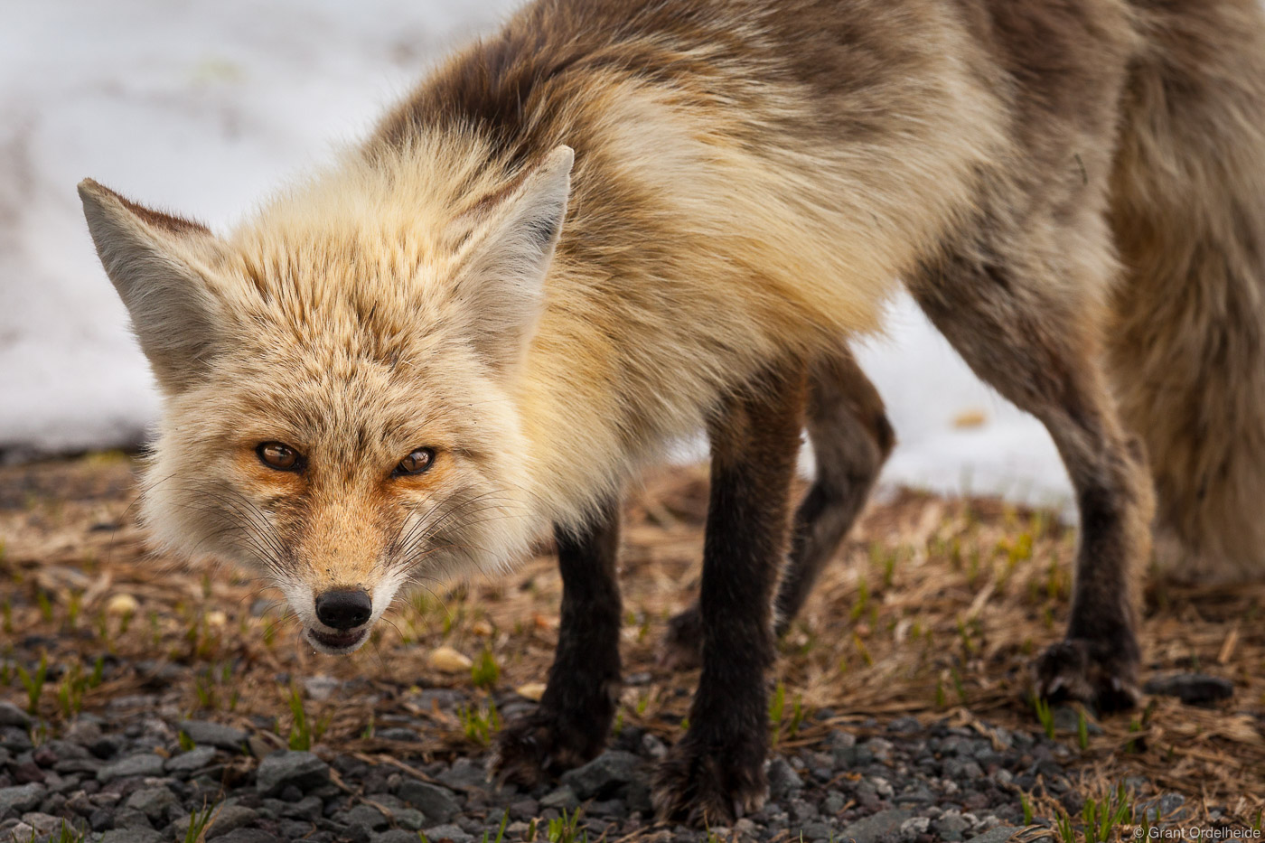 A Cascade red fox in Mount Rainier National Park.