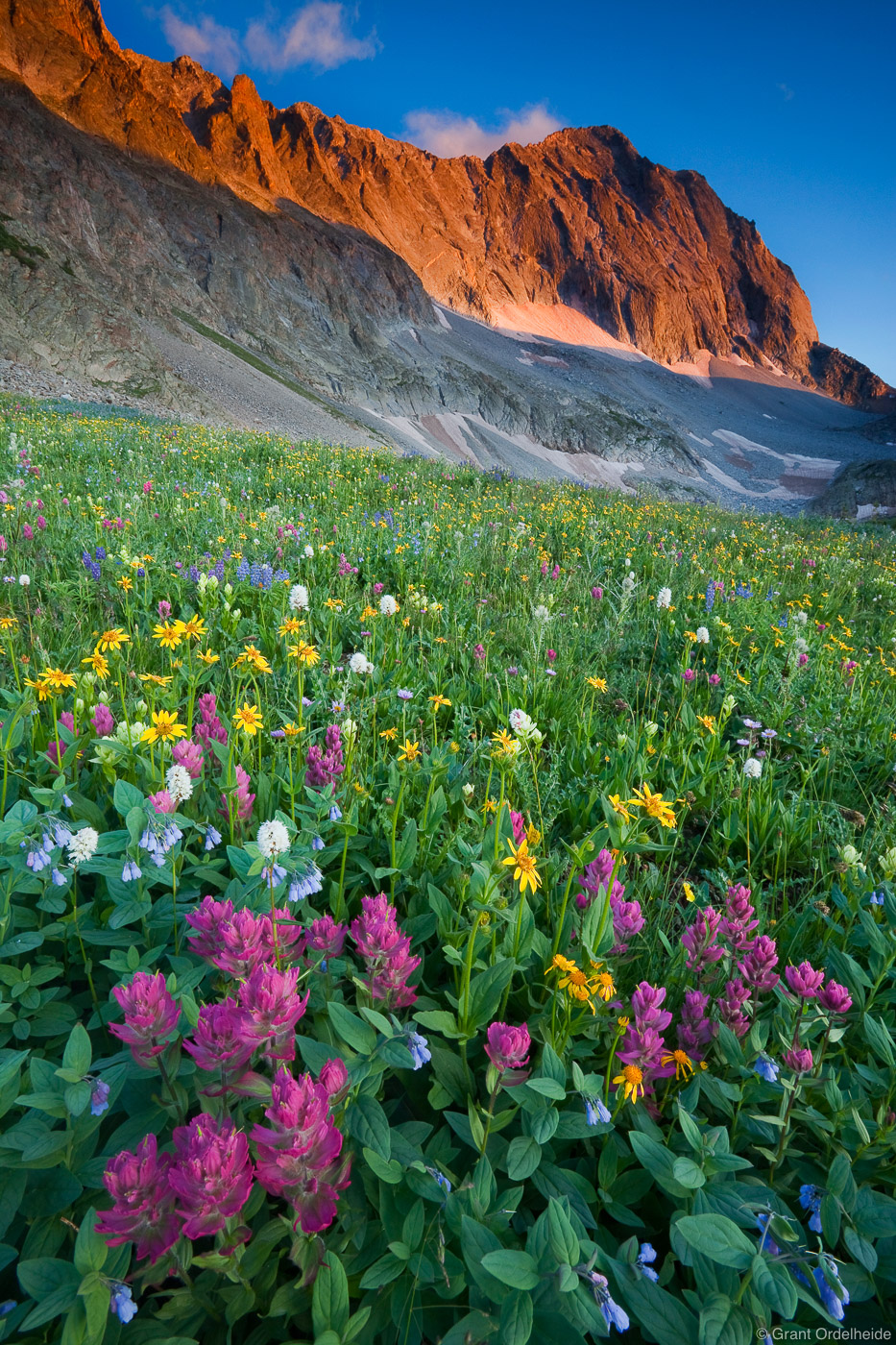 An amazing field of wildflowers below Capitol Peak (14,130)
