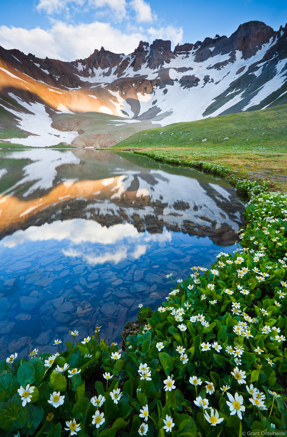 Marsh marigolds blooming alongside a lake in Blue Lakes Basin near Ouray Colorado.