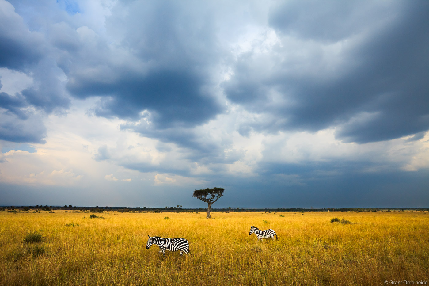 Two Zebras walk through the Mara under stormy skies.