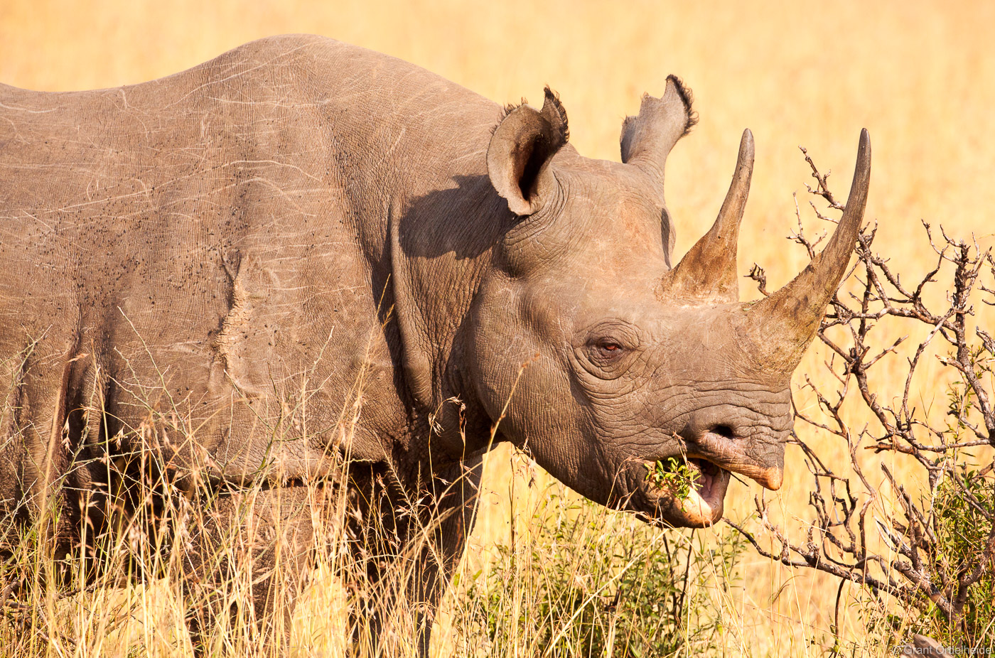 A rare black horned rhino in Kenya's Masai Mara.