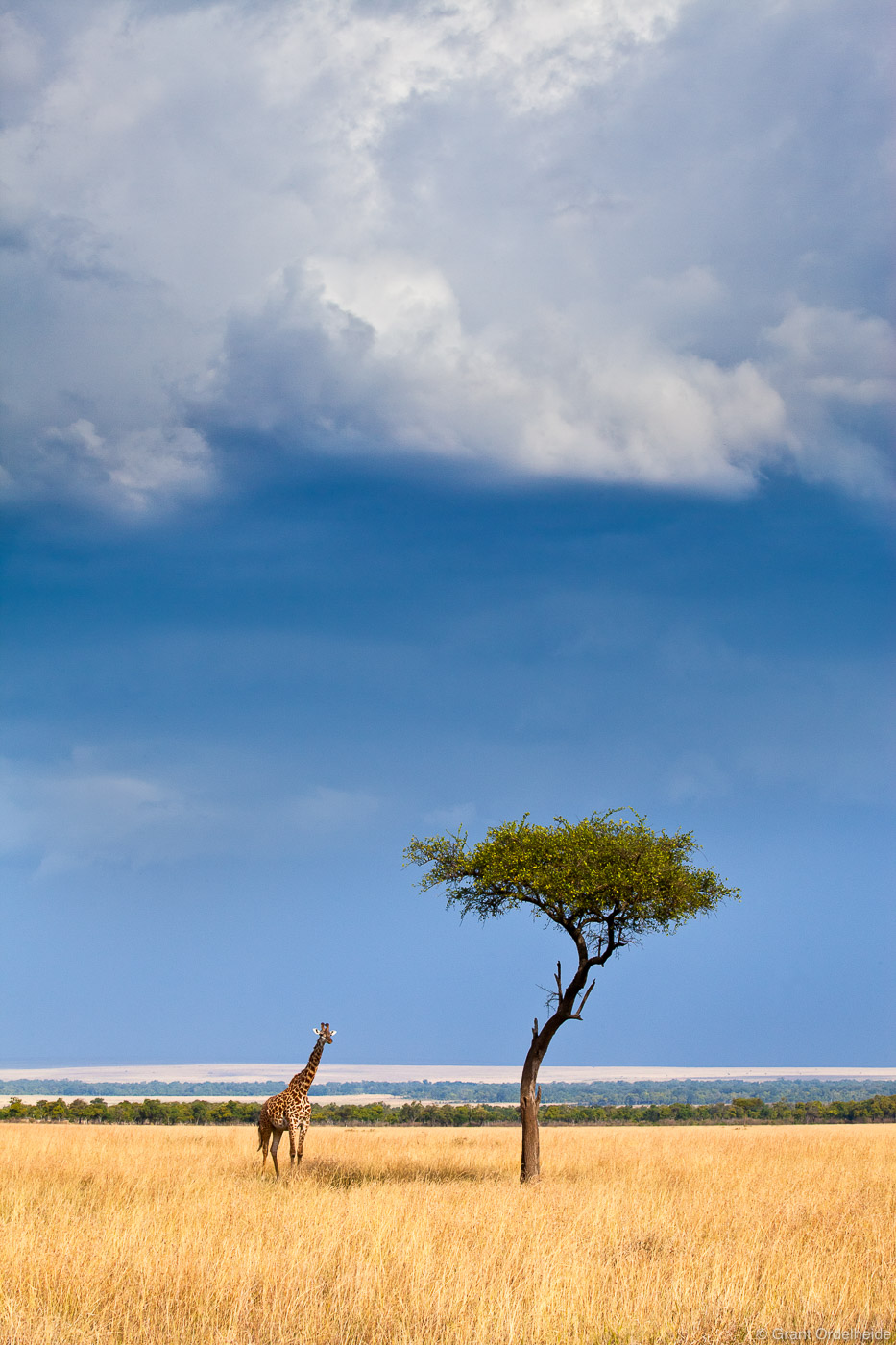 A giraffe and acacia under a coming storm.