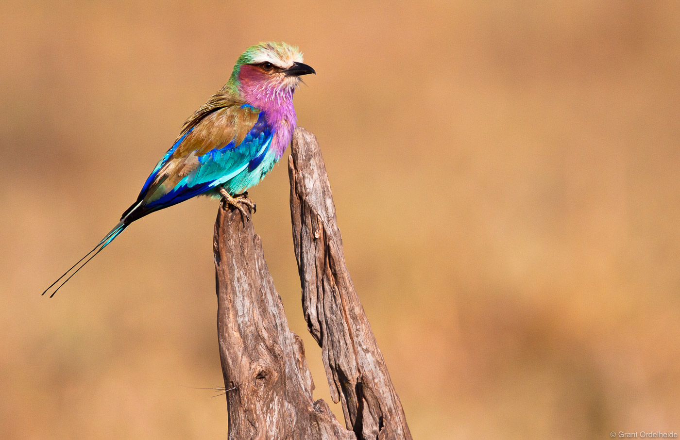 A colorful Lilac Breasted Roller near the Mara river.