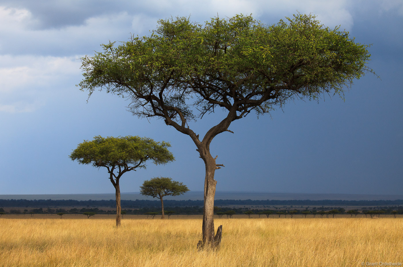 Three acacia trees in Kenya's Masai Mara.